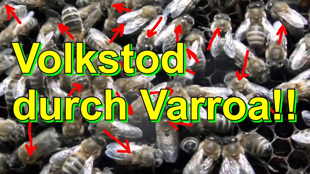 Volkstod durch Varroa!!