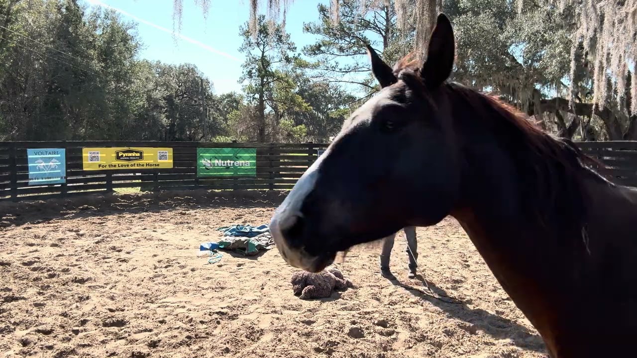 If you don’t have the horses ear you will not have their focus.  