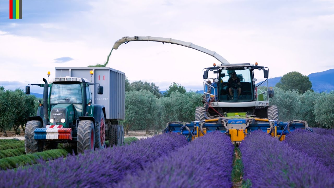 S2 - E27 : JE DÉCOUVRE LA RÉCOLTE DE LAVANDE  ☀️ 🚜