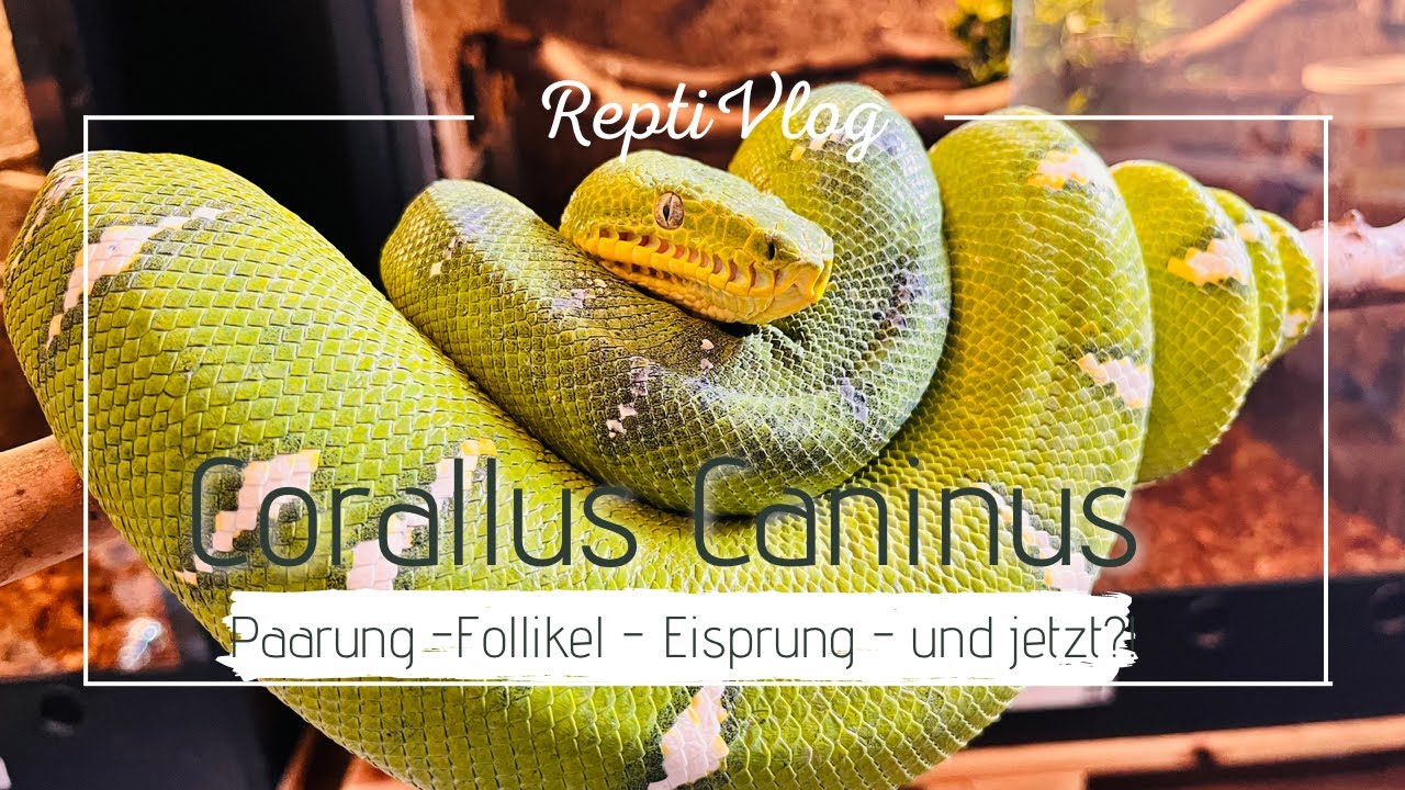 ReptiVlog 13: Erfolgreiche Zucht des gr&uuml;nen Hundskopfschlinger?!Corallus Caninus