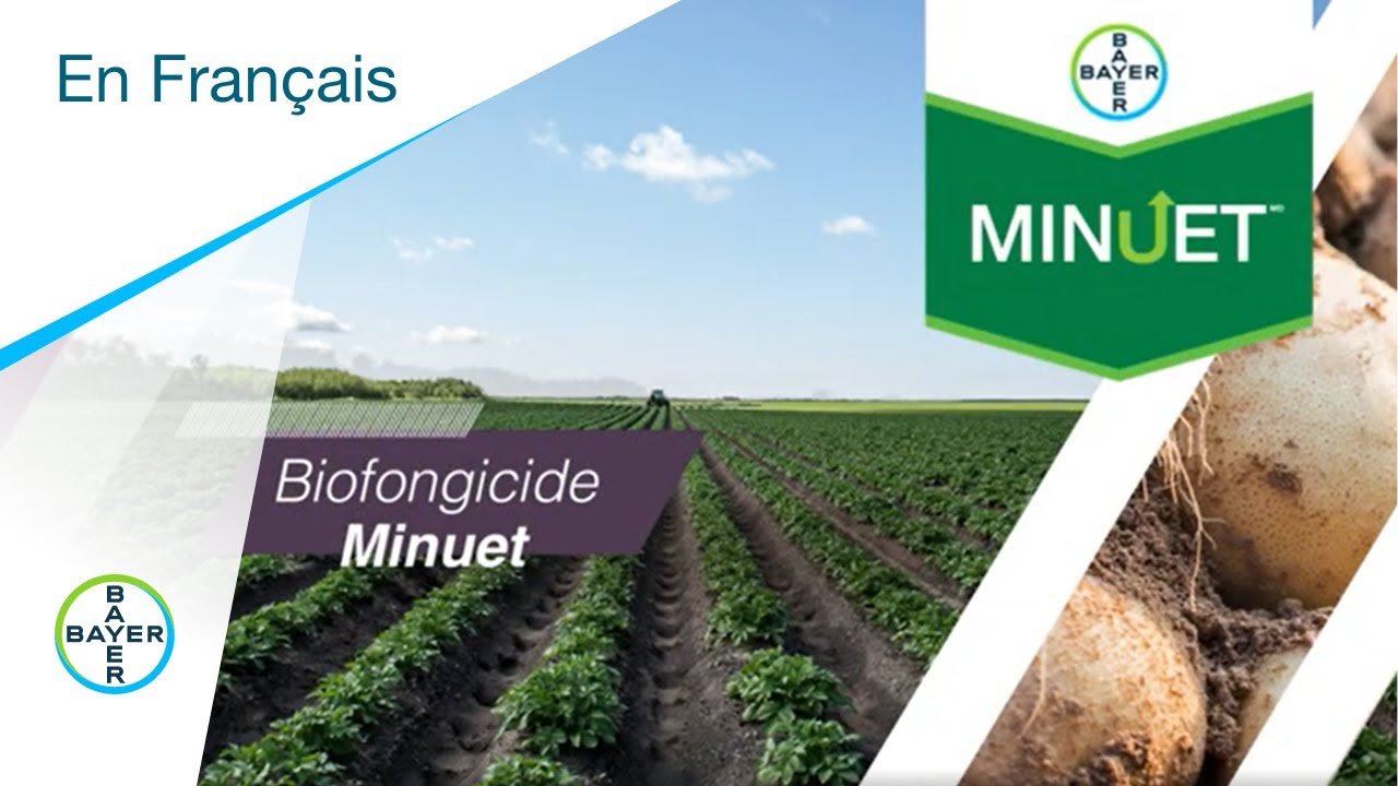 Fongicides pour pommes de terre : Prot&eacute;gez la sant&eacute; de vos cultures&nbsp;gr&acirc;ce au biofongicide Minuetᴹᴰ