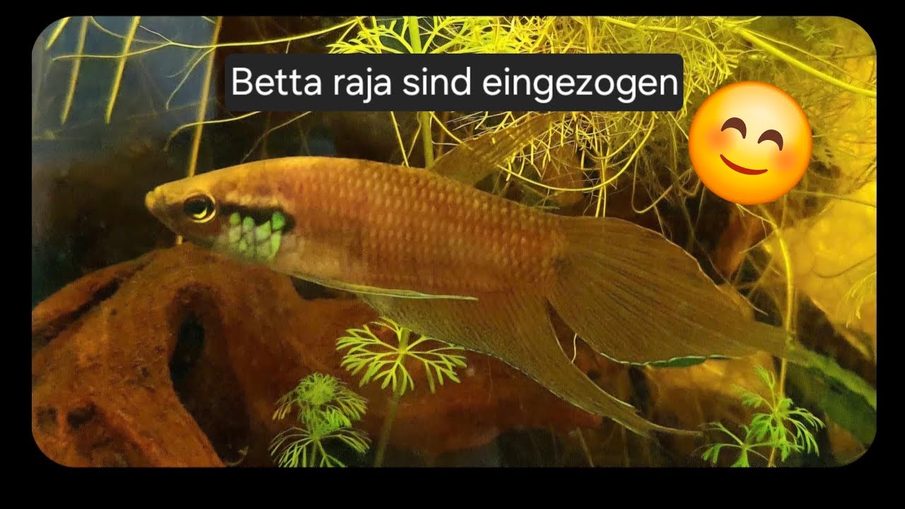 Betta raja sind eingezogen.