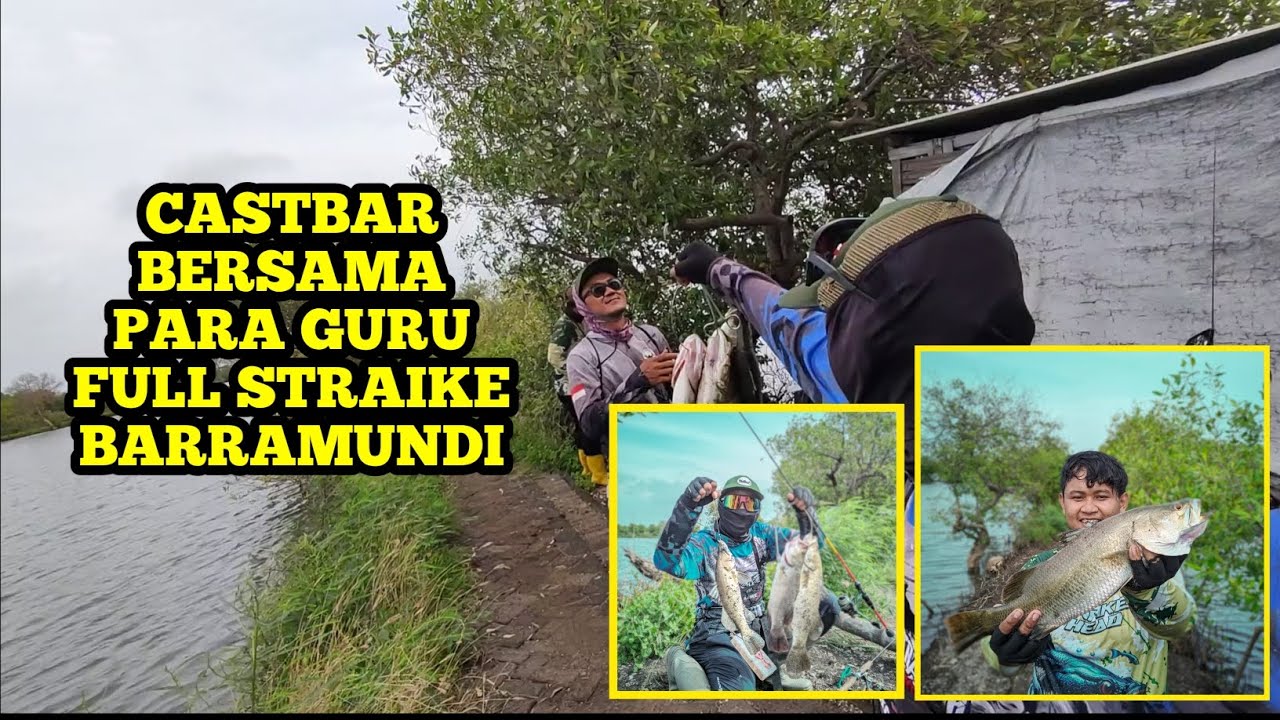 Casting Ikan Barramundi (Kakap putih) tambak rumput laut sidoarjo