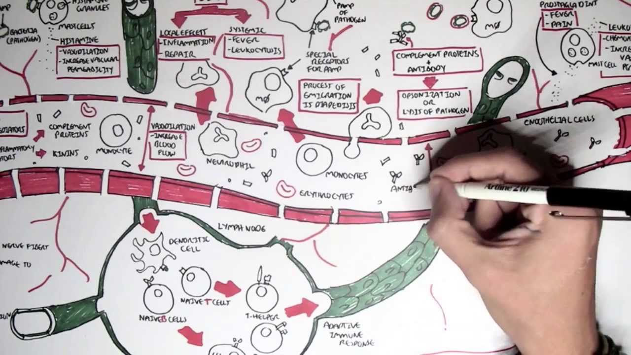 Part II - Inflammation
