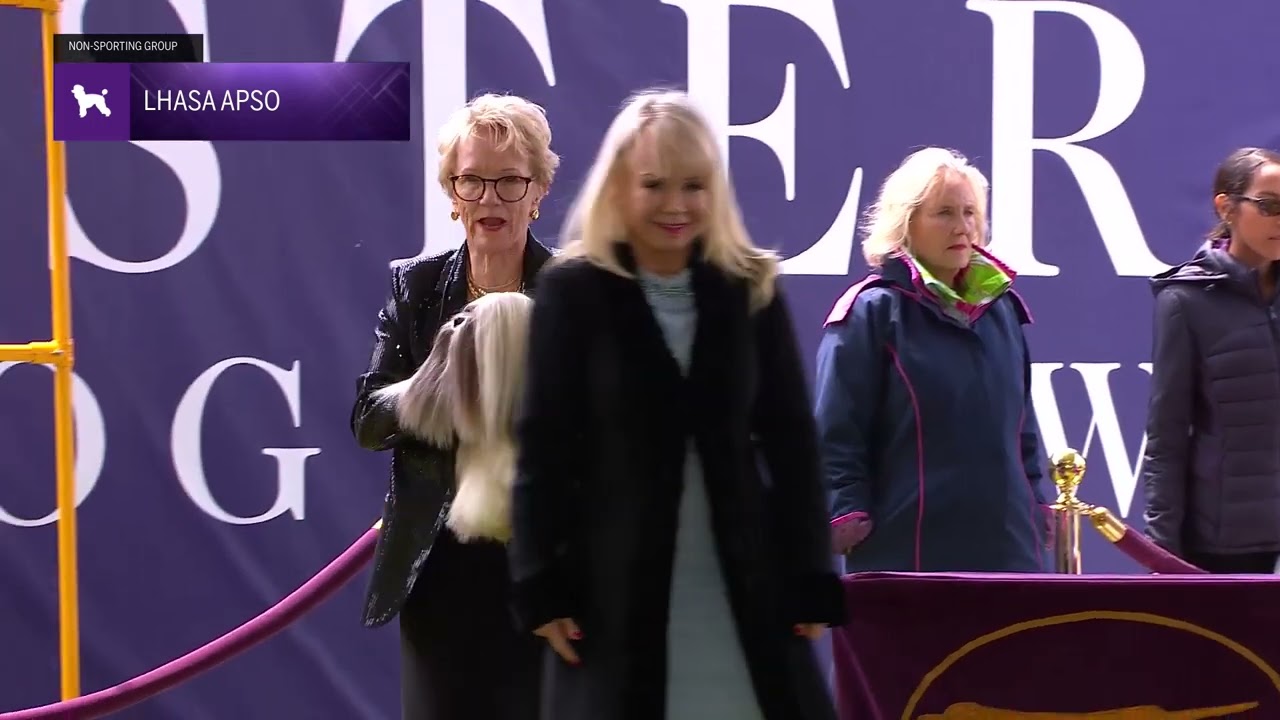 Lhasa Apsos | Breed Judging 2024