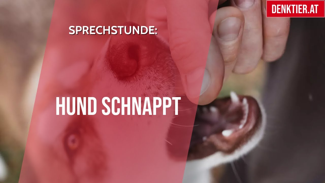 hündin mag sich nicht streicheln lassen
