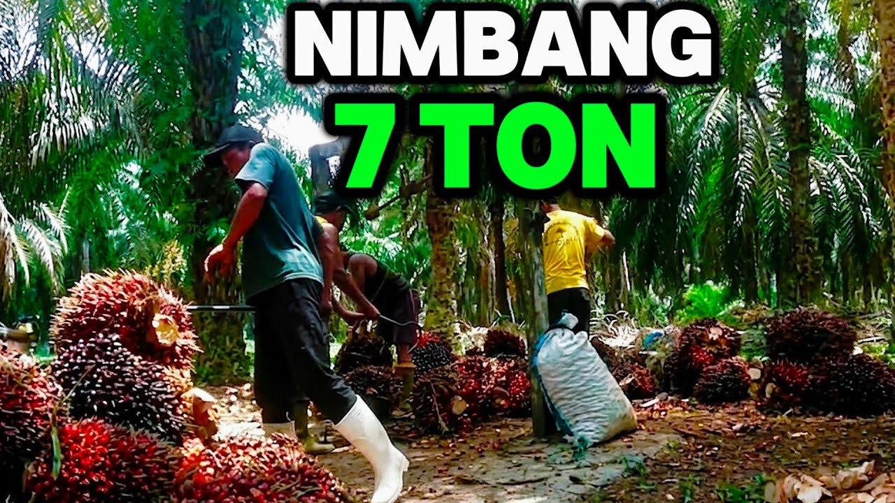 Nimbang hasil panen sawit hari ini 6,5 ton -+ orang 4