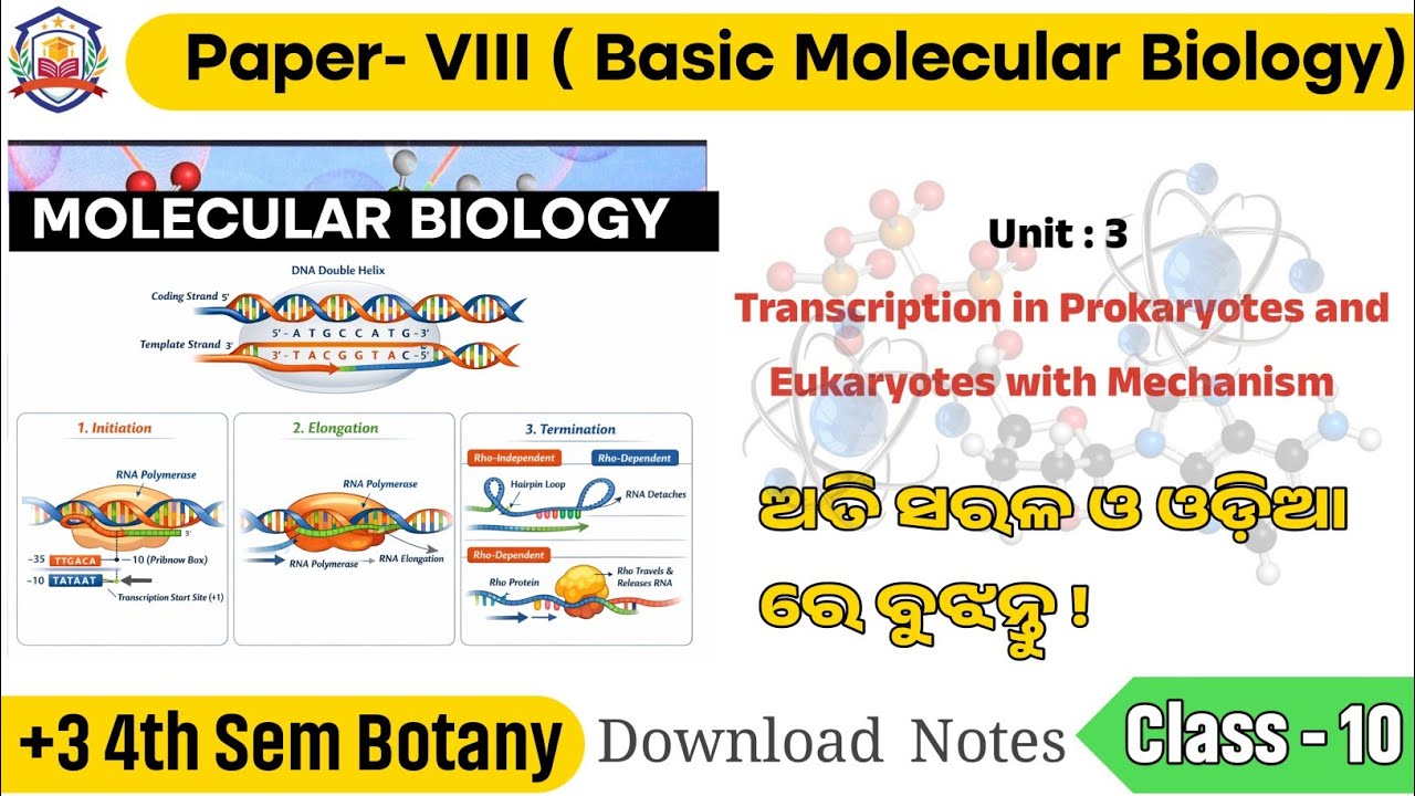 +3 4th Sem Botany | Basic Molecular Biology | Transcription in Prokaryotes & Eukaryotes (Mechanism) 