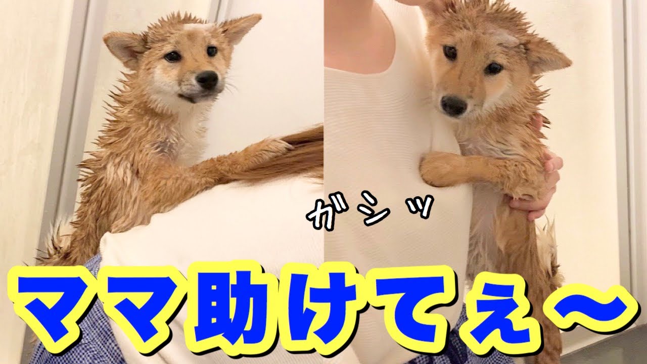 しがみついて助けを求める富が可愛すぎる…【シャンプーDAY】