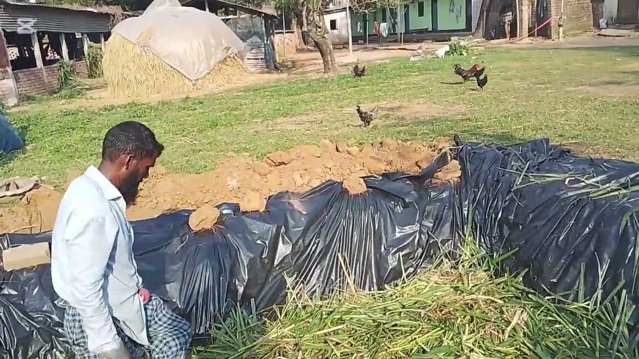 নেপিয়ার সাইলেজ প্রক্রিয়া সম্পূর্ণ ভিডিও। গরু খাদ্যের ঝুঁকি মোকাবেলায় সাইলেজ প্রক্রিয়া গুরুত্বপূর্ণ।