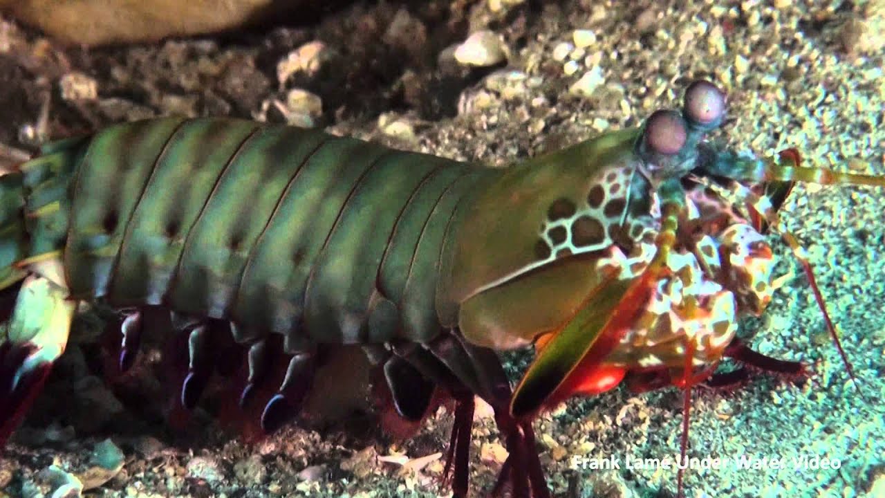 Mantis shrimps