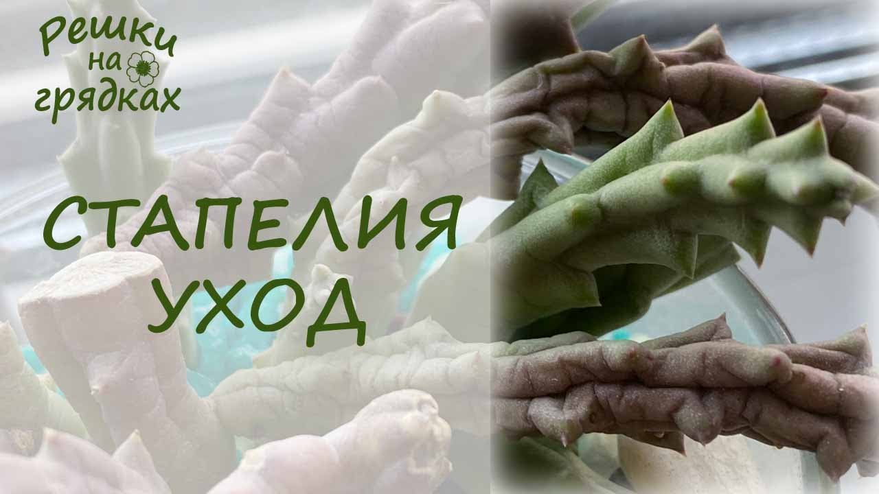 Стапелия цветет Уход
