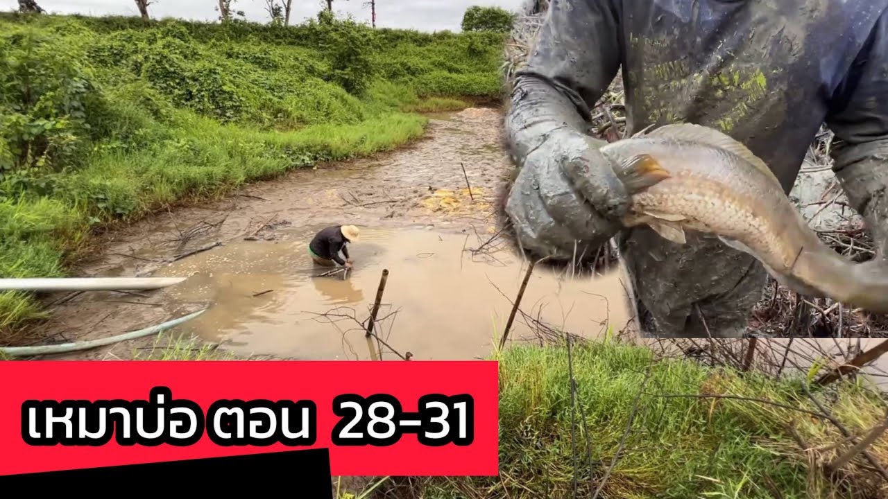 เหมาบ่อ จับปลา รวมตอน 28-31 | ปลาตัวใหญ่