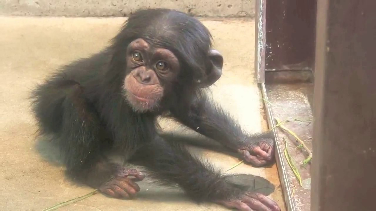 チンパンジー 双子の赤ちゃん 79 Chimpanzee twin baby