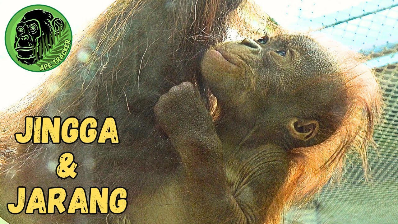 Mother Orangutan Up High With Her Baby