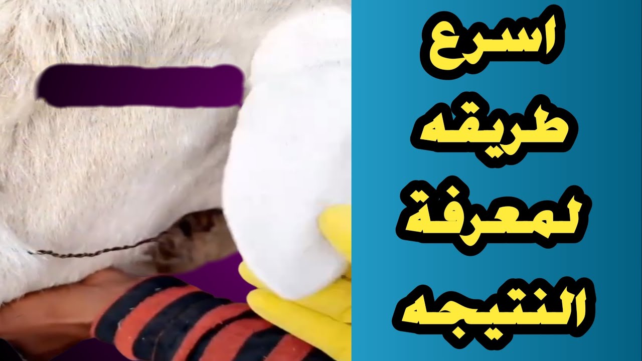 تحليل المالطية للغنم  واسرع طريقه في تحليل الحمى المالطية