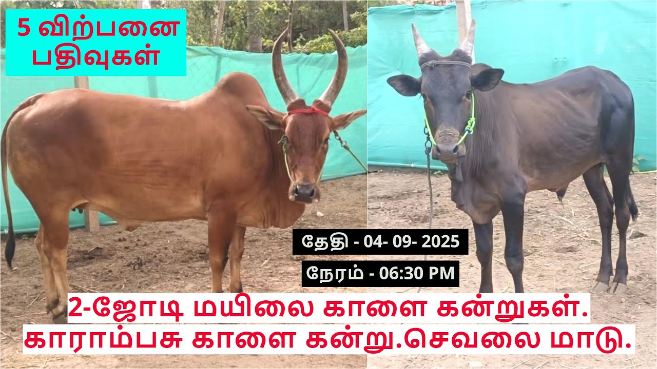 5-விற்பனை பதிவுகள்.2-ஜோடி மயிலை காளை கன்றுகள்.காராம்பசு காளை கன்று.செவலை மாடு.