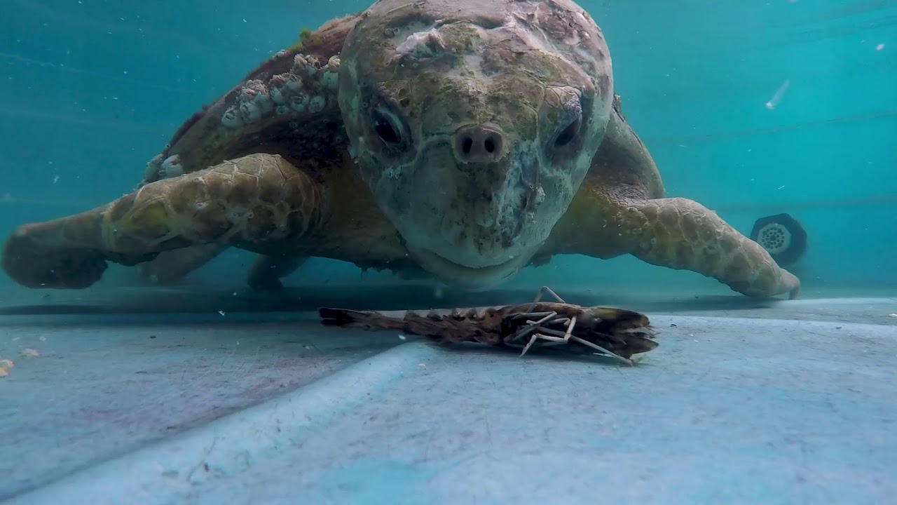 Kirby the Loggerhead Sea Turtle Update - X-Rays and Feeding Time!