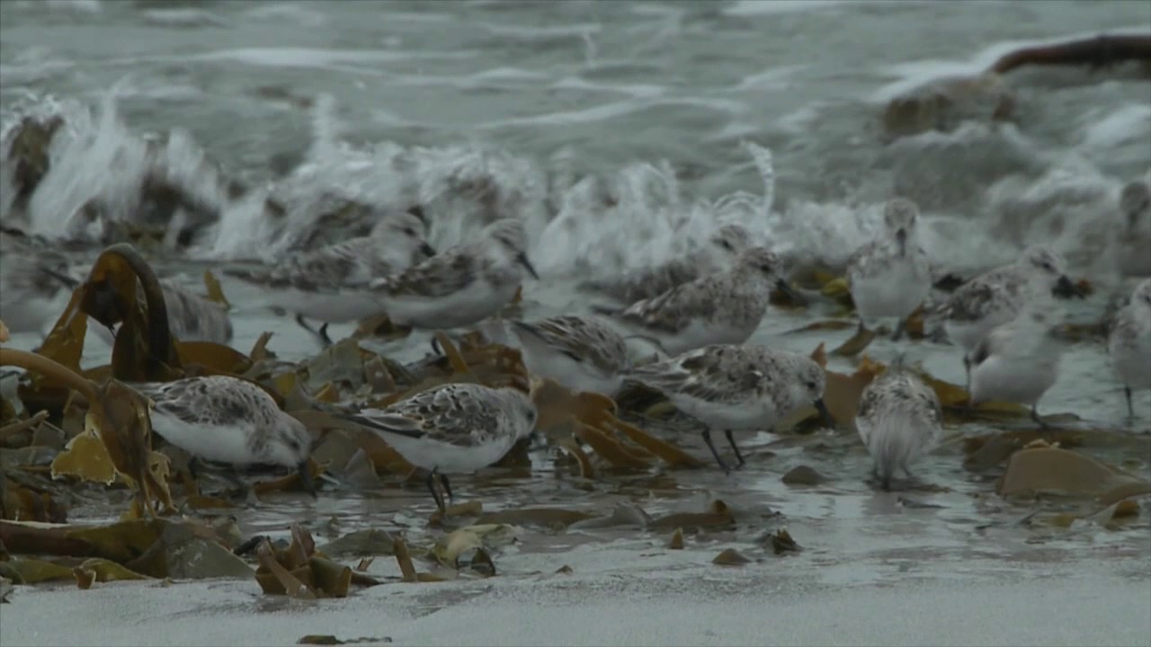 Discover wild Orkney: Spring