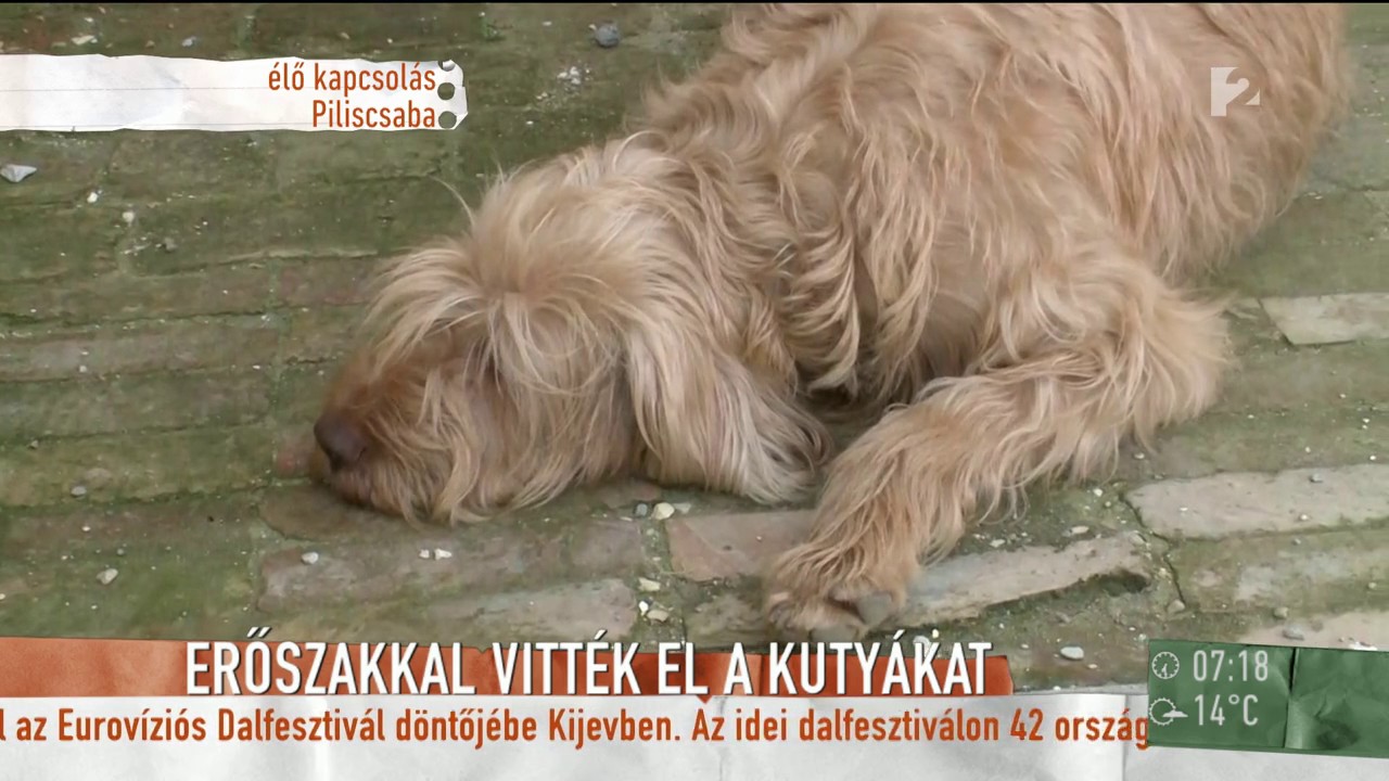 Erőszakkal vitték sintérhez az állatmentő egyesület kutyáit - tv2.hu/mokka