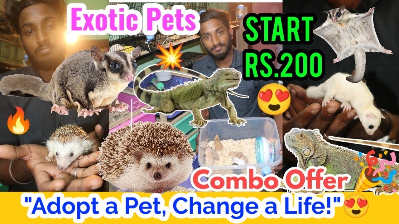 இது என்னப்பா புதுசா இருக்கு🐹😳💥 | Rs.200 முதல் Exotic Pets 😍 | Hamster 🐹 & Sugar Glider 😻 | A2 Vision