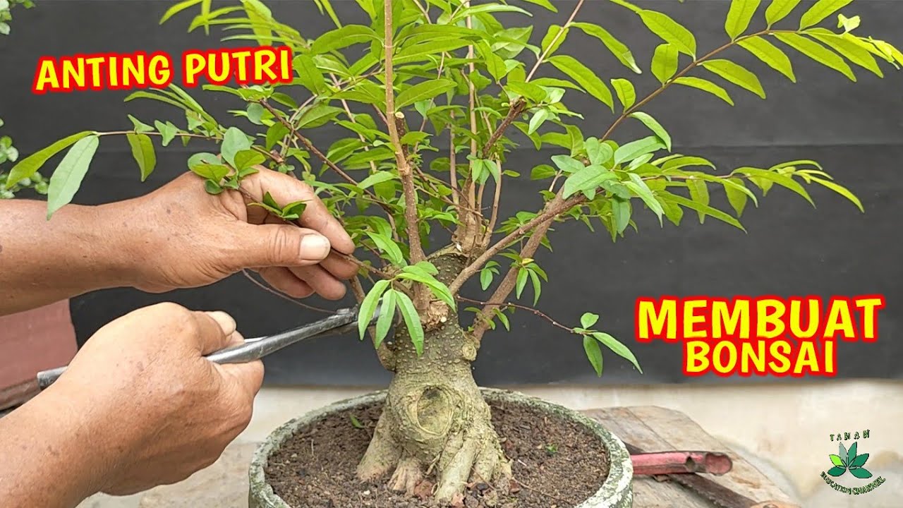 Proses Membuat Bonsai Anting Putri 90 Derajat