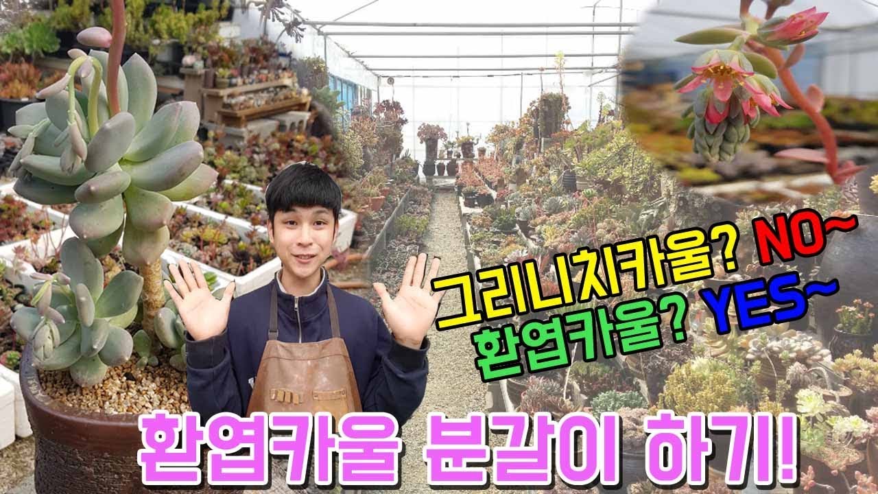 다육식물 환엽카울 분갈이(fleshy plant/Potting/多肉植物/换花盆/Planta suculenta/다육이/다육,たにくしょくぶつ)