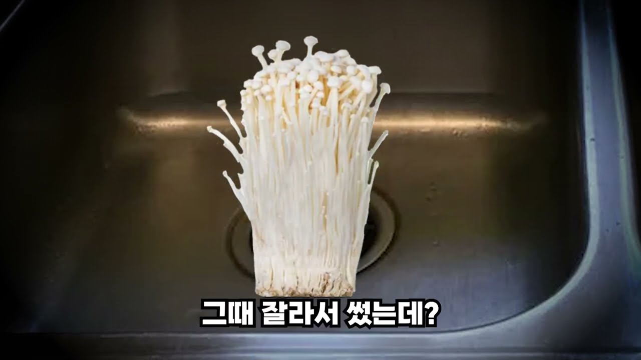 생쥐 11마리 나오는 반지하 생존기 (영상 내용은 모두 실제입니다.)
