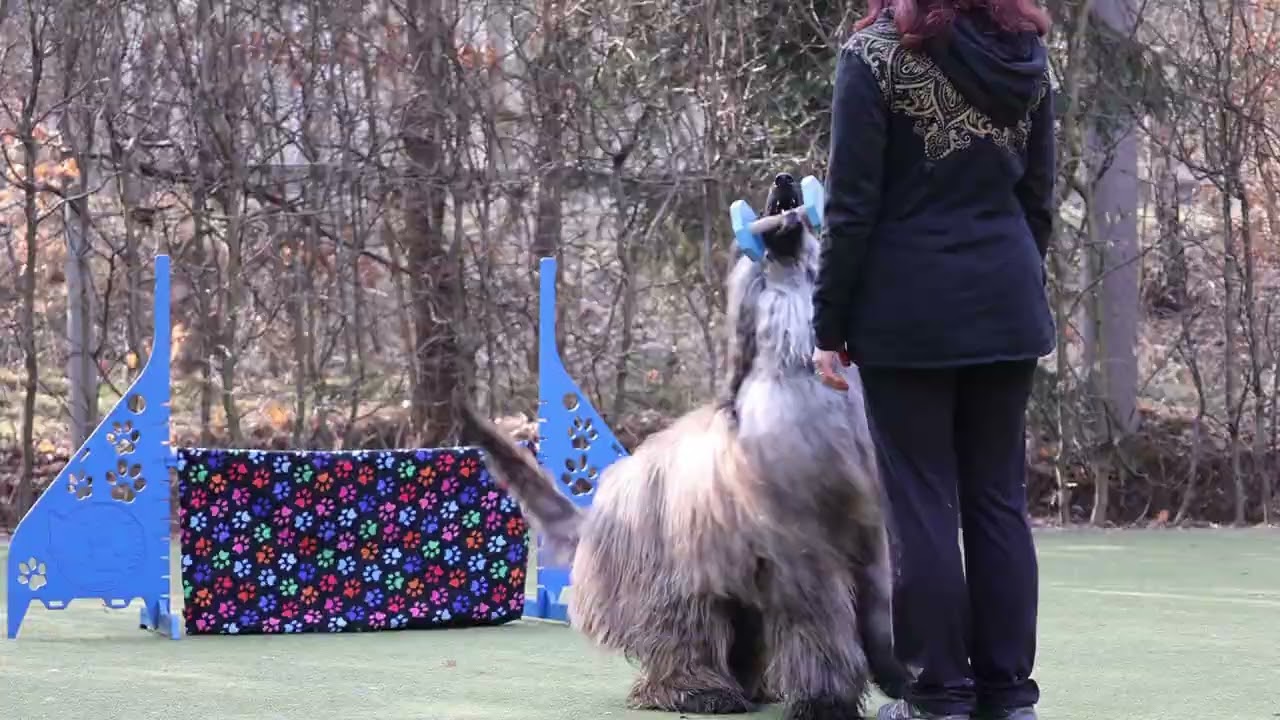 Afghan hound Obedience