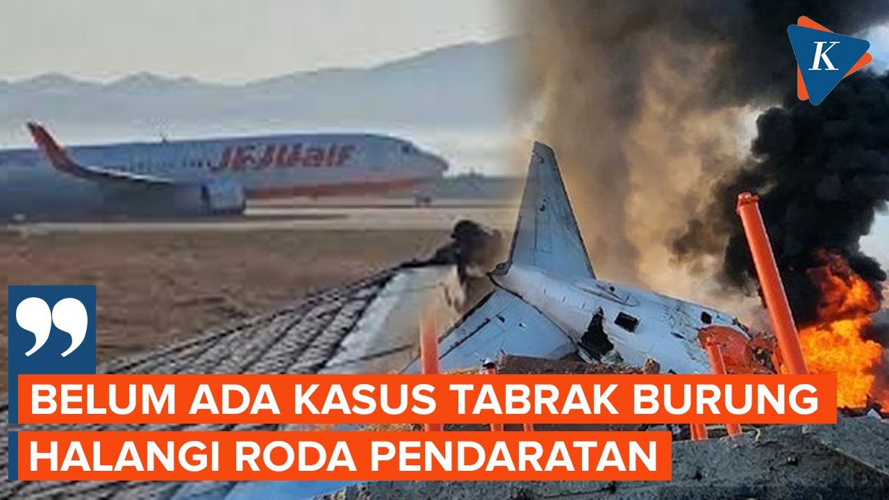 Pakar Ragu Tabrakan Burung Jadi Sebab Utama Kecelakaan Jeju Air