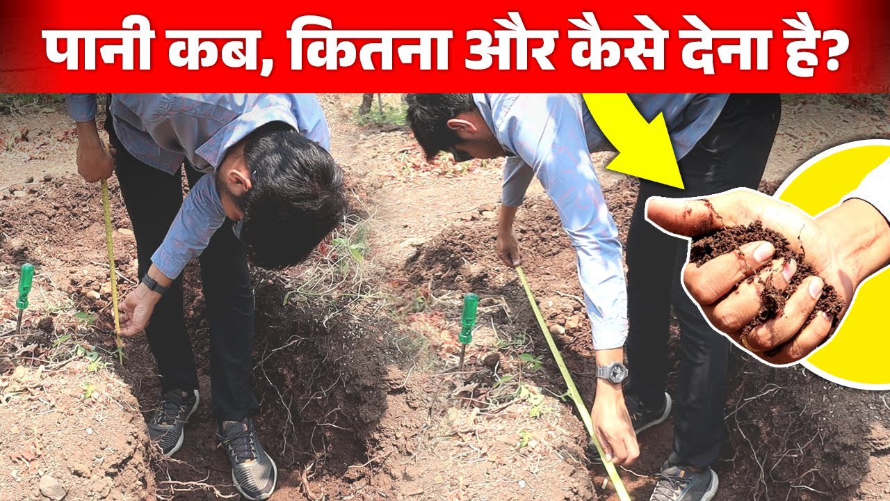 सही Water Management Technique देगा 60% अधिक उत्पादन | Grapes Farming Water Management