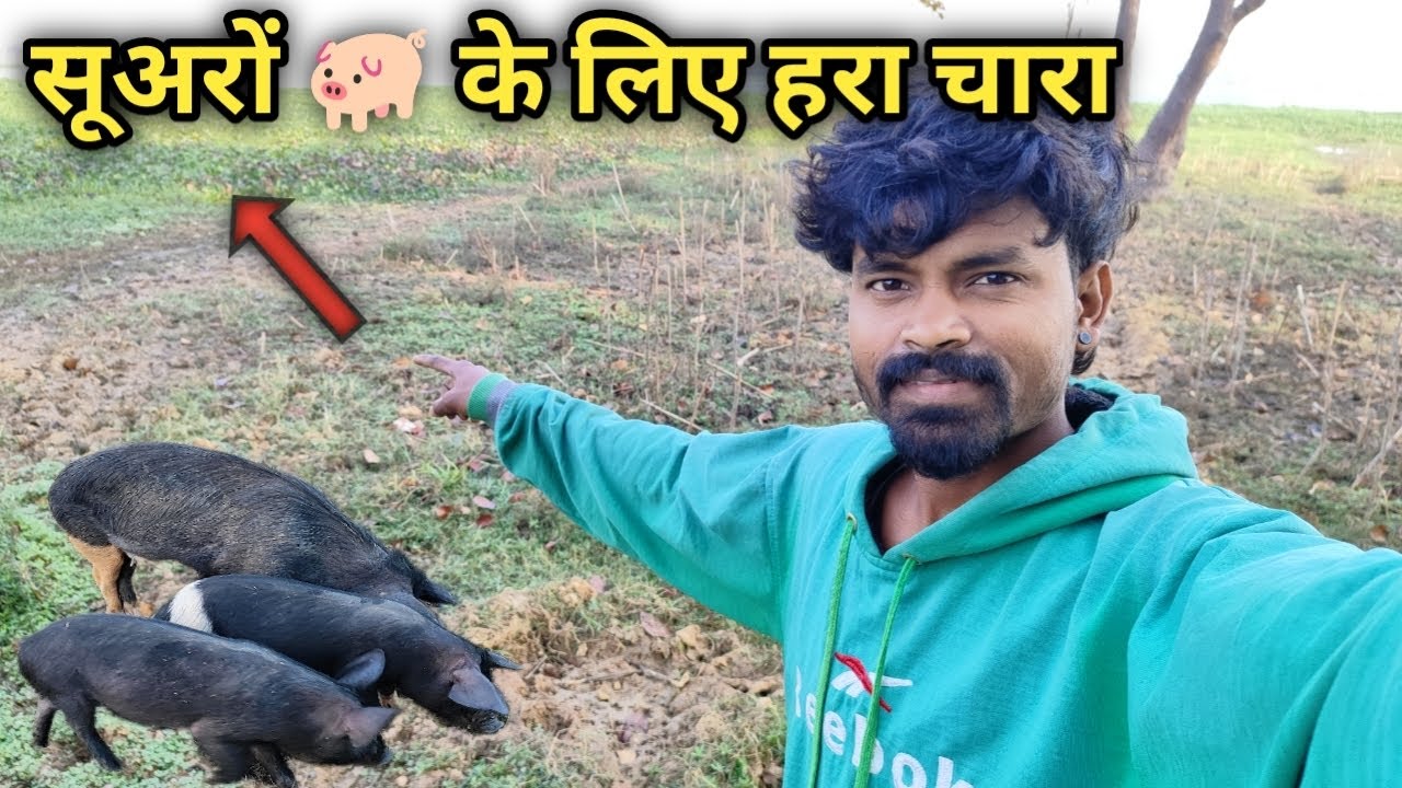 सूअरों को हरा चारा खाना बहुत पसंद हैं 😱 Suaro Ke Liye Hara Chara | #vlog #viral #pigeon #suar #pig 