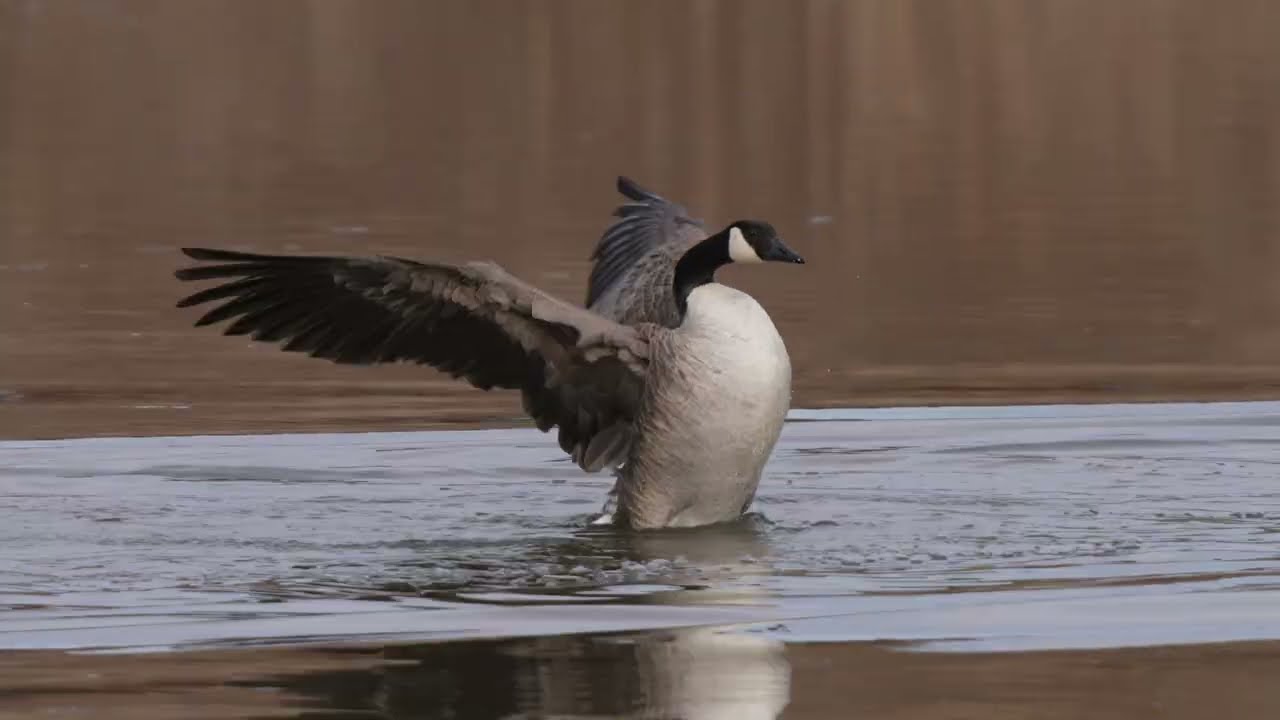 North American Canada Goose chases another and preens by a Beaver lodge