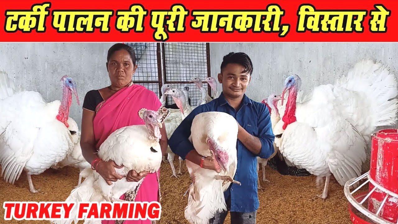 टर्की पालन की जानकारी विस्तार से ?|Modern Turkey processing Factory| How To Start Turkey Farming?
