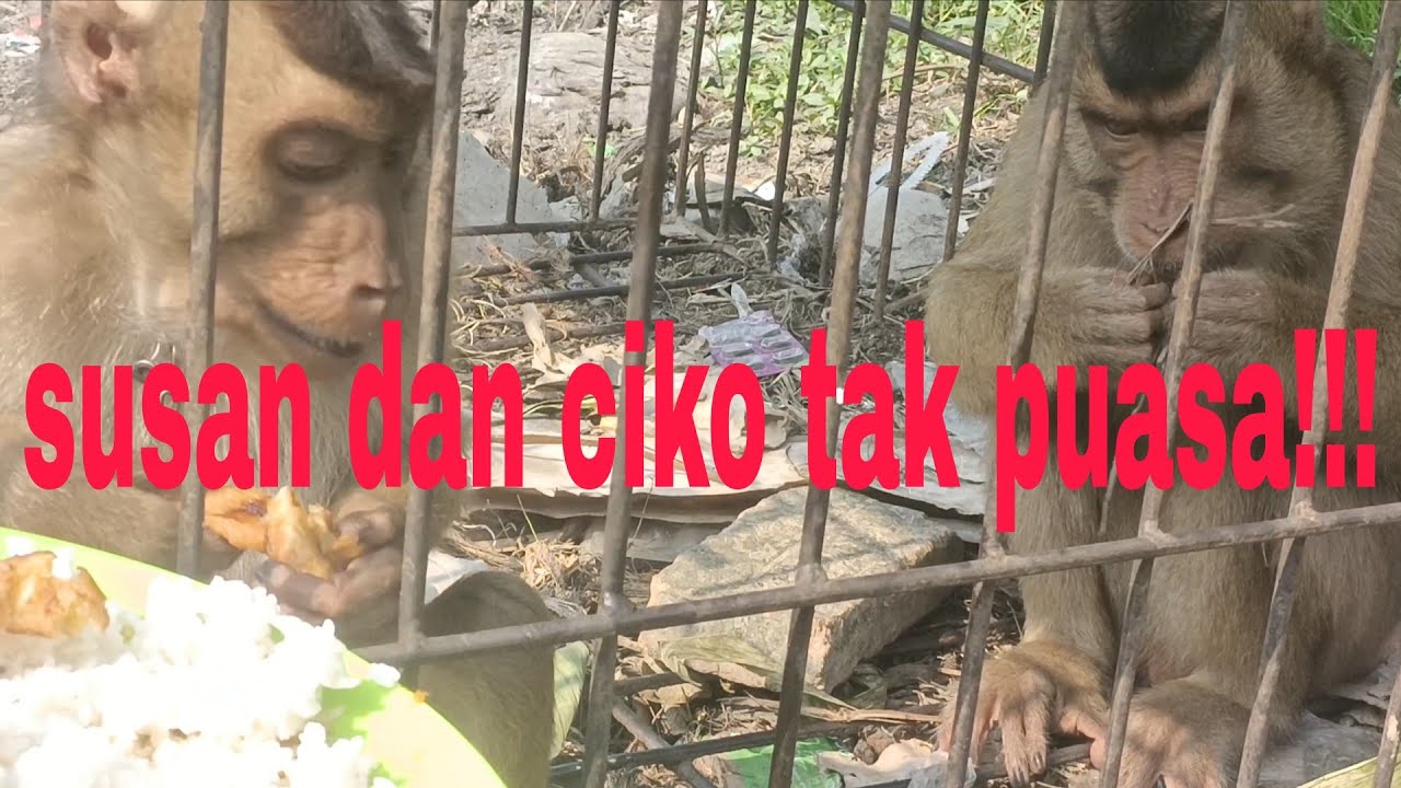 Mereka makan nasi dengan gorengan!!! 