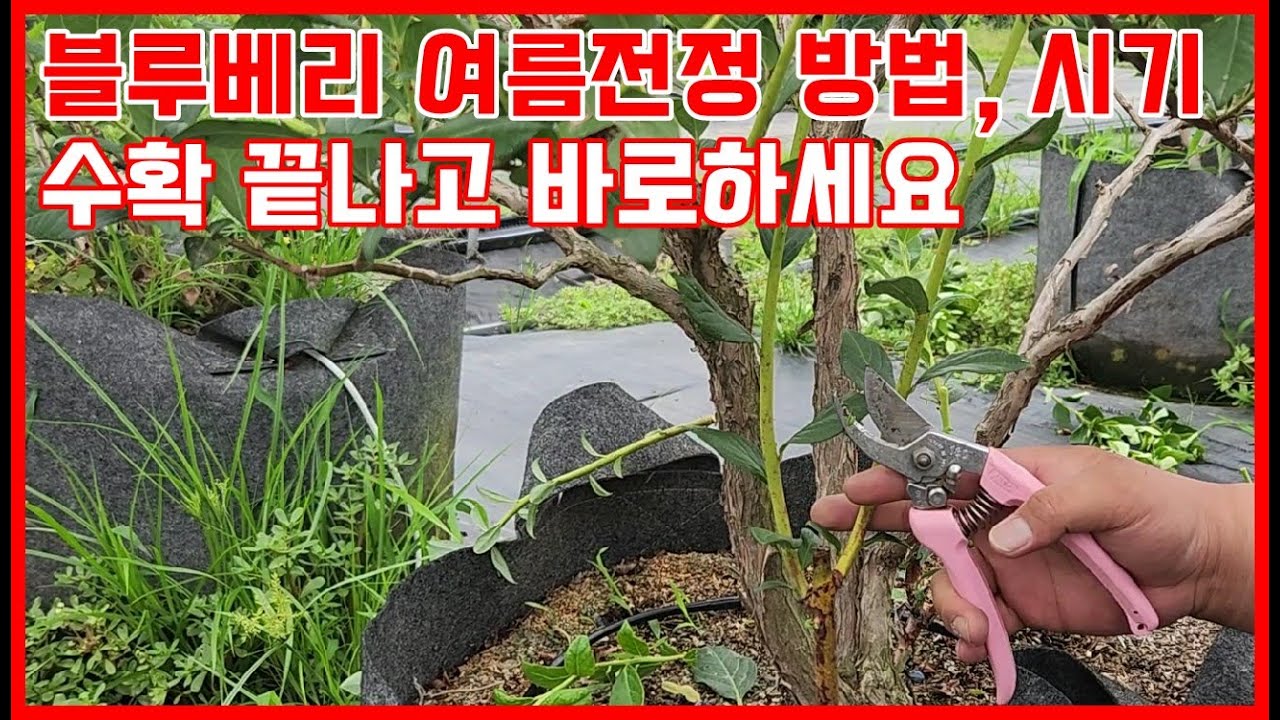블루베리 여름전정 방법과 시기 수확끝나고 바로하세요