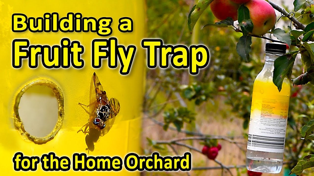 An effective Fruit Fly Trap for the Home Orchard | Reducing Medfly damage in Apples and other fruits