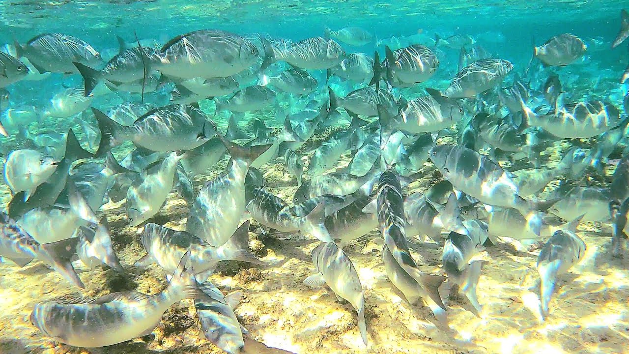 The great Australian holiday. Exmouth, Oyster Stacks WA. Snorkelling & diving, Turtles & fish balls