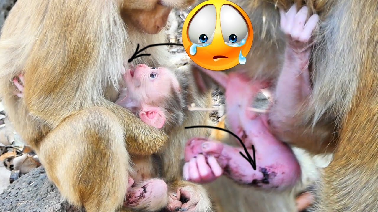 Awesome...Newborn baby monkey SARO first talk to MaMa SARIKA to request for trying his first walking