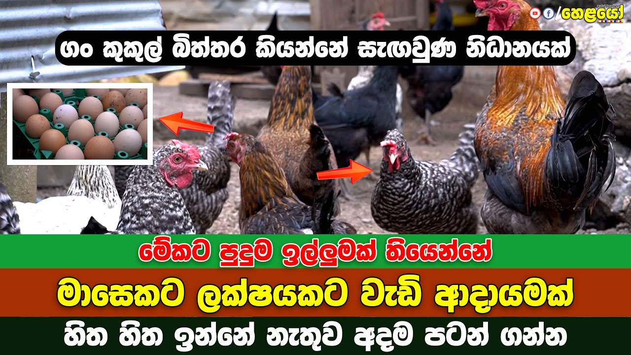 How to start a poultry farm in 2024 - ගං කුකුල් බිත්තර කියන්නේ සැඟවුණ නිධානයක්