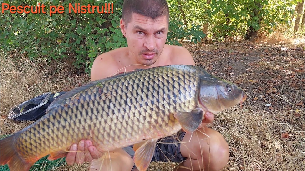 Nistru! Crapi frumoși pe canicula! Un pescuit cu rezultate alături de colegi!!!