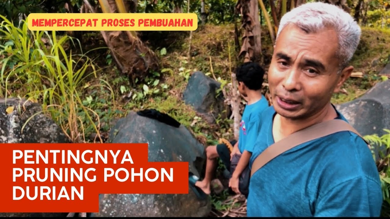 PENTINGNYA PRUNING POHON DURIAN..!!