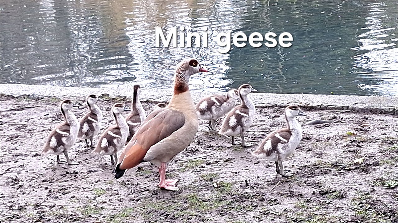 Little Wings & Quick Steps | 8 Cute Egyptian Goose Goslings at 4 Weeks