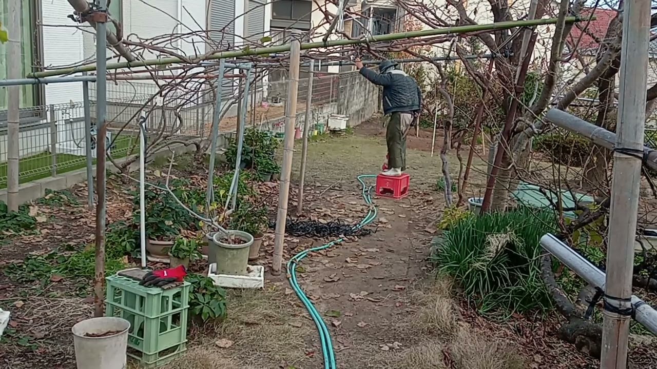 菜園のブドウとキウイ棚作り＆剪定・誘引。2025-12-29