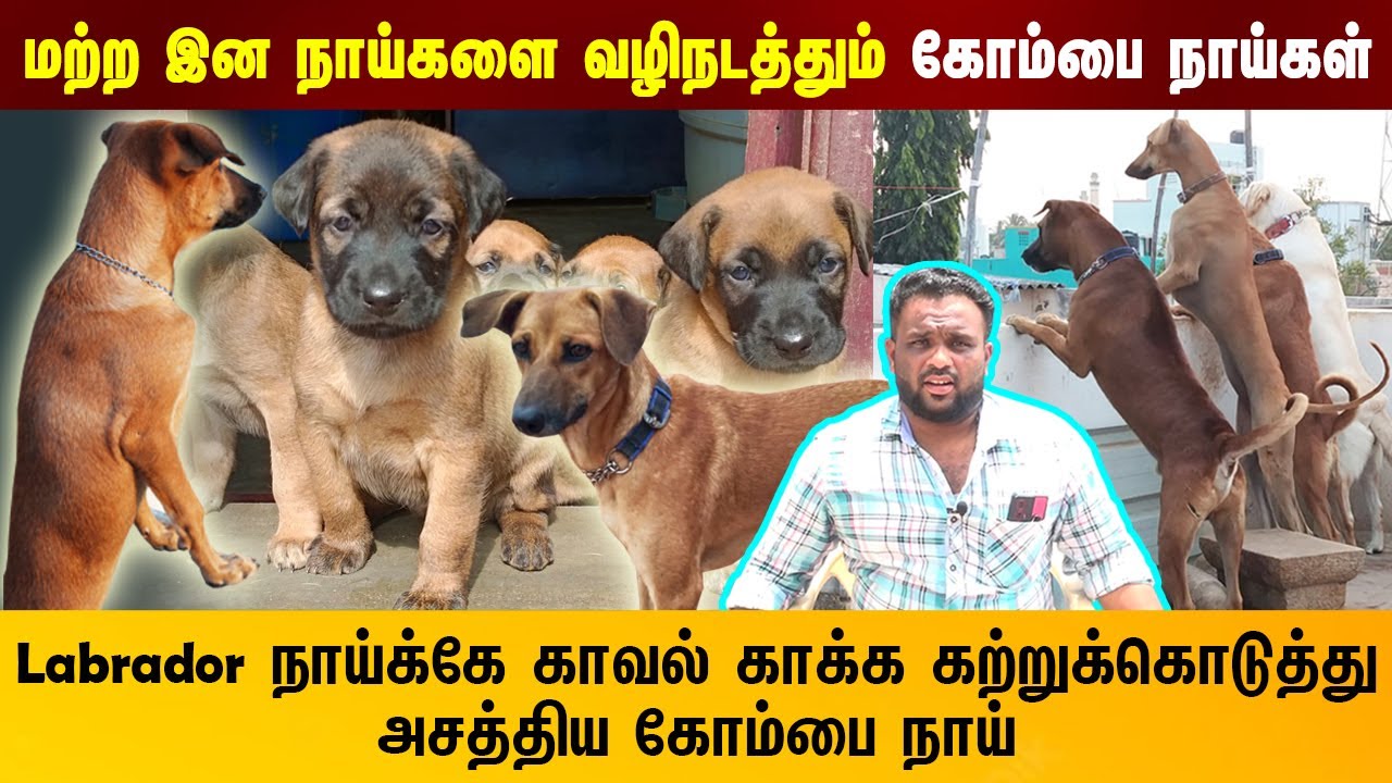 Kombai Dogs| மற்ற இன நாய்களை வழிநடத்தும் கோம்பை நாய்கள் |Indian Dog Breed