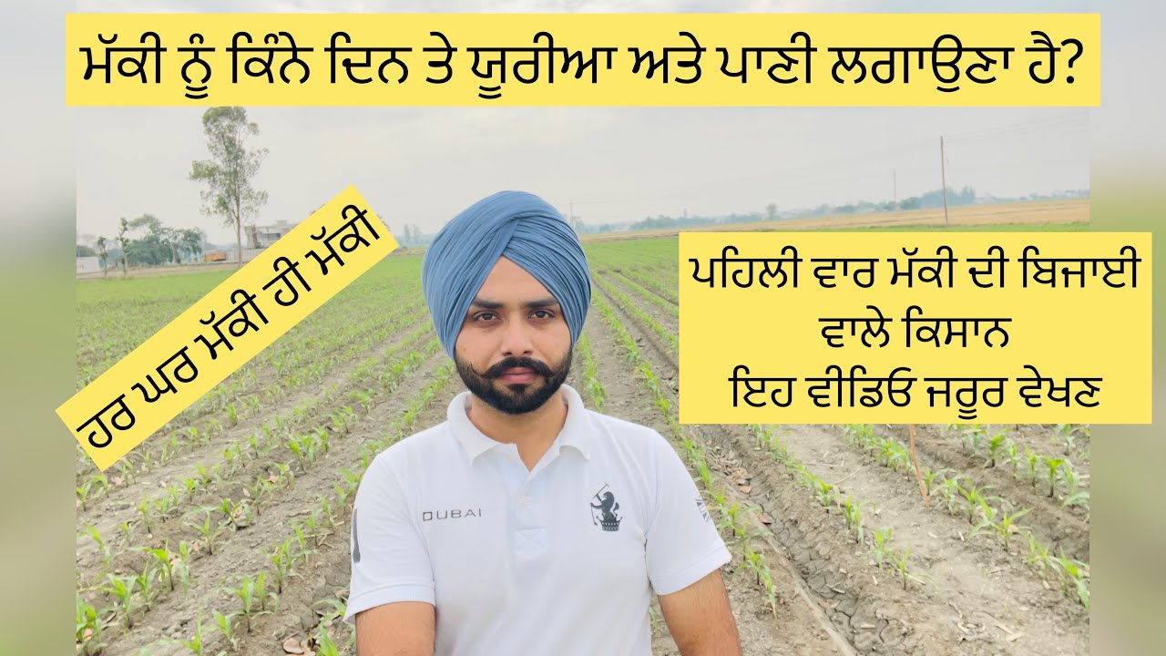 ਮੱਕੀ ਫਸਲ ਦੀਆਂ ਸਾਰੀਆਂ ਸਮੱਸਿਆਵਾਂ ਦੇ ਹੱਲ |ਹਰ ਮੱਕੀ ਹੀ ਮੱਕੀ🌽|Corn Crop problems ? #sidhumoosewala #corn