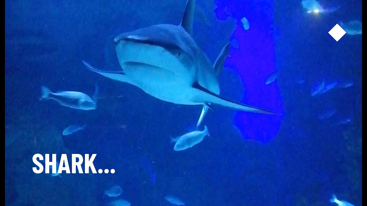 Shark #shark #aquarium
