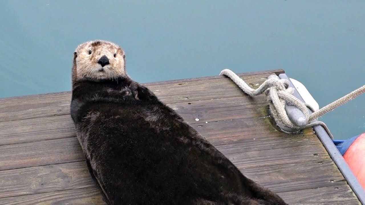 Cute Alaskan Sea Otter Pleasures Himself in Public