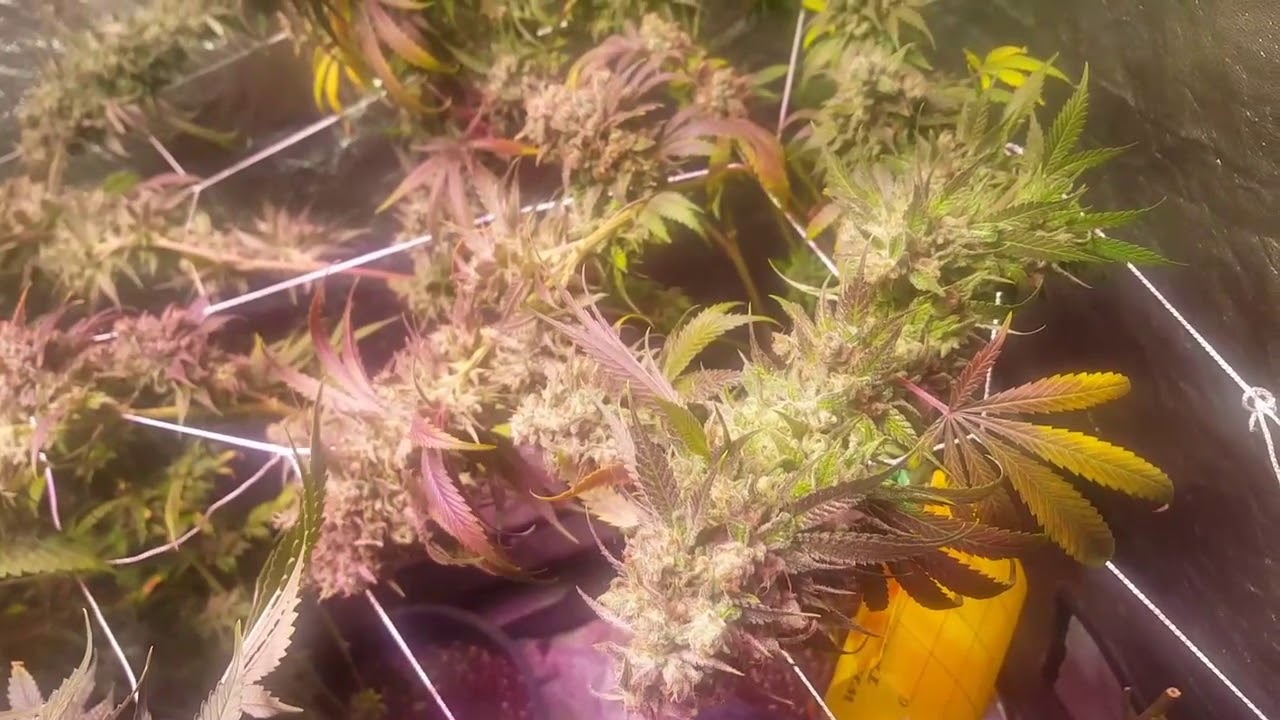 4x4 Friday EP. 15 - Fugazi Lemon Harvest