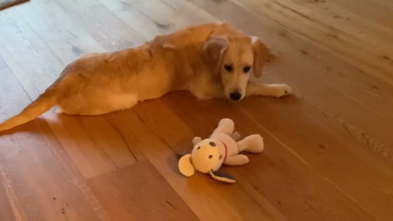 FINALLY - It&rsquo;s Weekend 🤩 Hi Iam Bubbles 🐾🦮